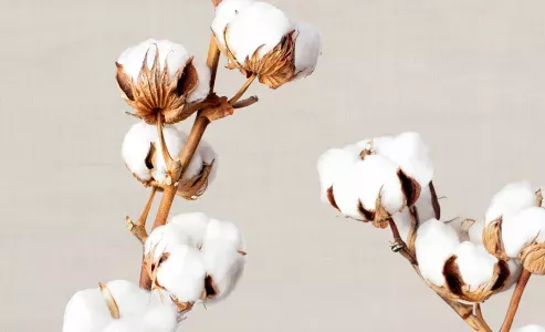 Textilien aus Bio-Baumwolle